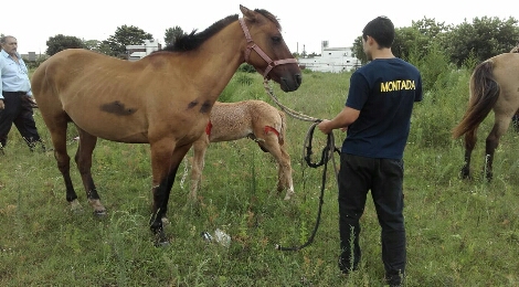 Secuestro de cuatro equinos (1)_470x260